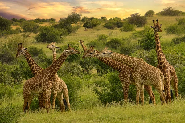 Giraffen Nationalpark Tsavo Ost Tsavo West Und Amboseli Kenia — Fotografia de Stock