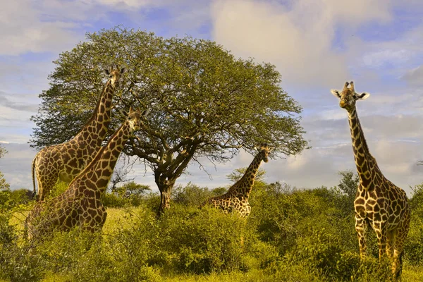 Giraffen Nationalpark Tsavo Ost Tsavo West Und Amboseli Kenia — 图库照片