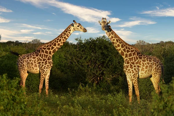 Giraffen Nationalpark Tsavo Ost Tsavo West Amboseli Kenia — 스톡 사진
