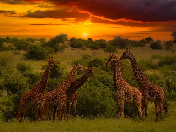 Vackra Bilder Afrika Solnedgång Och Soluppgång Med Giraffer — Stockfoto
