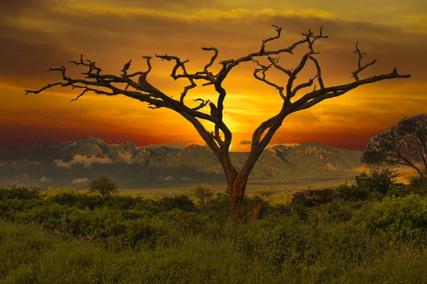 Sonnenuntergang Und Sonnenaufgang Tsavo East National Park Tsavo West Und — Stockfoto
