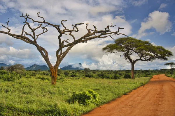 Krajobrazy Parku Narodowego Tsavo East Tsavo West Amboseli — Zdjęcie stockowe