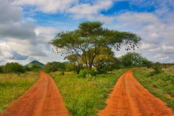 Paisagem Fotos Parque Nacional Tsavo East Tsavo Oeste Amboseli — Fotografia de Stock