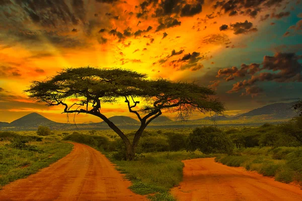 Tsavo ost nationalpark Stock Photos, Royalty Free Tsavo ost nationalpark  Images | Depositphotos