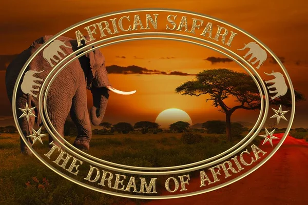 非洲日落和日出与大象的美丽图片 — 图库照片