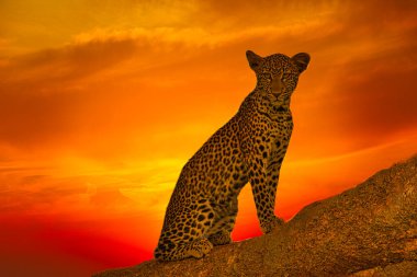 Kenya Ulusal Parkı Tsavo East 'te bir leopar ile gün batımı