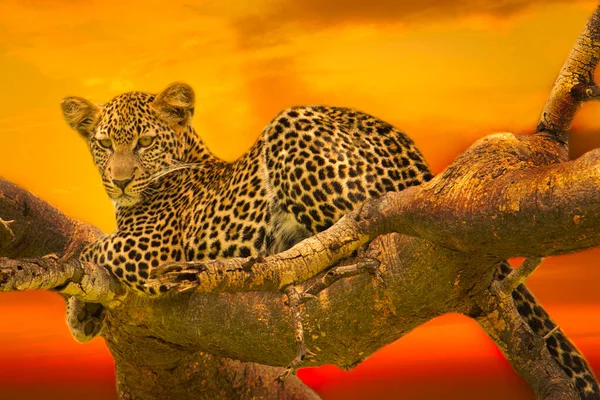 Puesta Sol Con Leopardo Parque Nacional Kenia Tsavo East — Foto de Stock