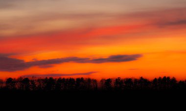 Siyah ağaç siluetleriyle şaşırtıcı kırmızı alacakaranlık 