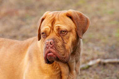 Fransız Mastiff veya Bordeaux Dog veya Dogue de Bordeaux 'nun başkanı.