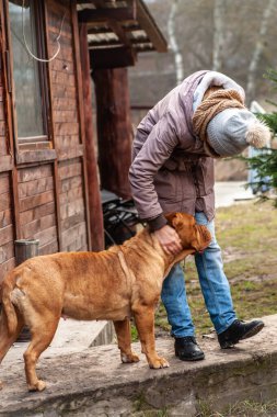 Kış kıyafetli uzun boylu bir kız Bordeaux Köpeği Fransız Mastiff 'ini okşuyor eski ahşap evin yanında Dogue de Bordeaux