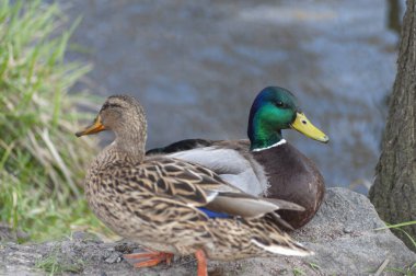 Ördek ve Drake, sırt sırta, göl patlamasında