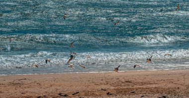 Fırtınalı denizin altında uçan martılar ve terk edilmiş kumsallar.  