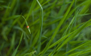 Kırmızı uğur böceği yeşil çimlere tırmanıyor 
