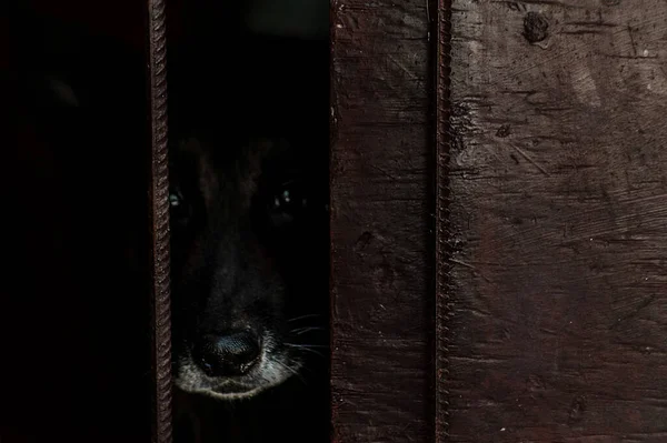 从牢笼深处望去 悲哀的黑色杂种狗直勾勾地望着镜头 占位者的形象 — 图库照片