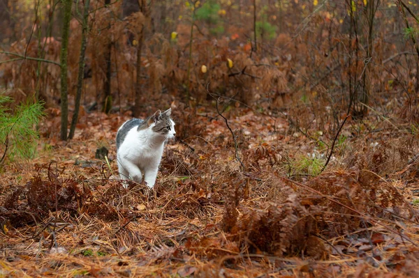 Pojedynczy Ładny Szary Kot Jesiennym Lesie — Zdjęcie stockowe