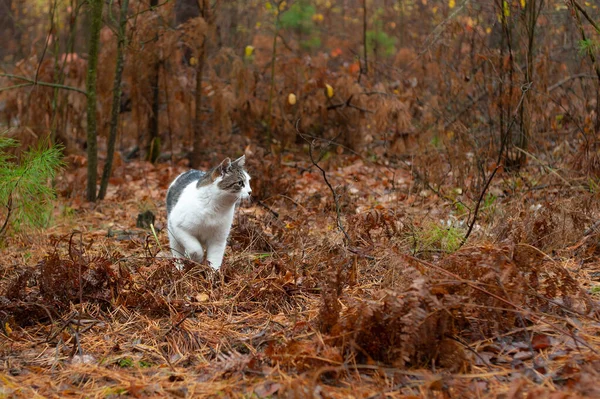 Singel Söt Och Grå Katt Höst Skog — Stockfoto