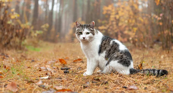 Gato Bonito Cinza Senta Chão Floresta Outono Olhando Direto Para — Fotografia de Stock