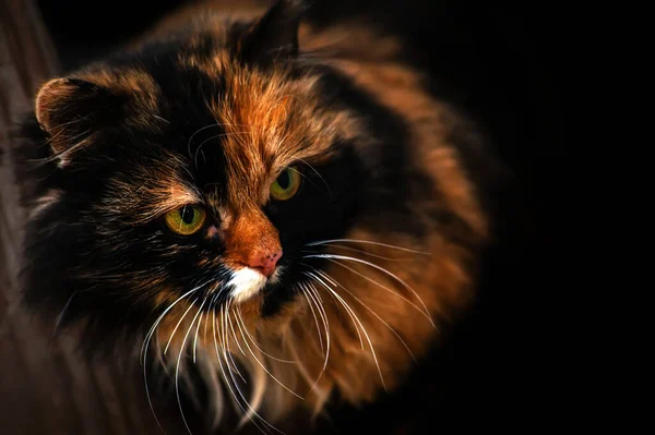 Närbild Huvud Calico Katt Eller Trefärg Vacker Fluffig Katt Tittar — Stockfoto