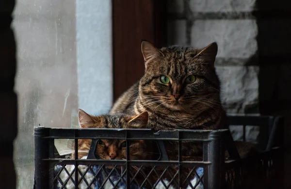 两只胖胖的猫坐在靠近肮脏窗户的黑色旧塑料板条箱里 直视镜头的肖像 — 图库照片