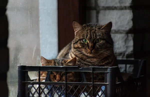 Retrato Gatos Sentados Dentro Velha Caixa Plástico Preto Perto Janela — Fotografia de Stock