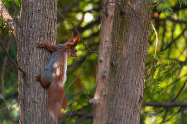 Close Red Squirrel Climbing Tree Trunk Forrest — Stock Photo, Image