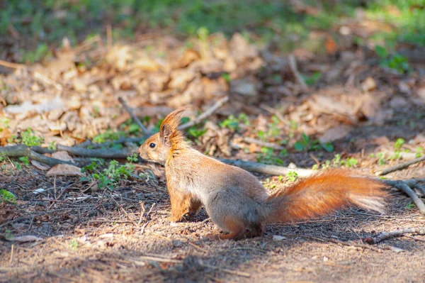 Close One Red Squirrel Sitting Ground Forrest — Stock Photo, Image