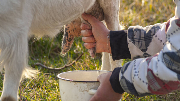 Woman hands milking a goat in the meadow 