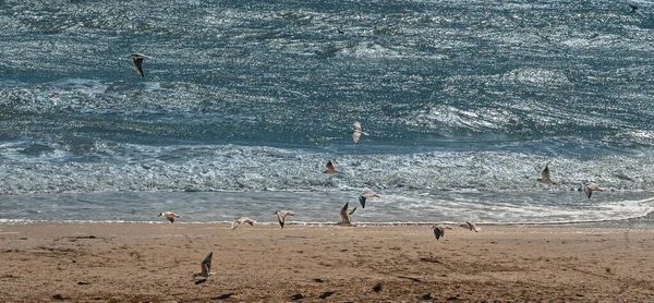 Seagulls flying under stormy sea and quiet abandoned beach