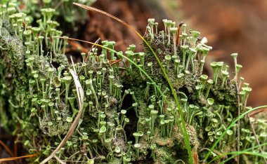 Bulanık orman arka planında ağaç kütüğündeki yeşil mantar Cladonia dikdörtgen kolonisi.  
