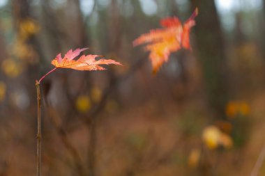 Bir filizin üzerinde kırmızı bir akçaağaç yaprağı ve düşmüş olan, sonbahar ormanında havaya takılmış, arka plan bulanıklaşmış  