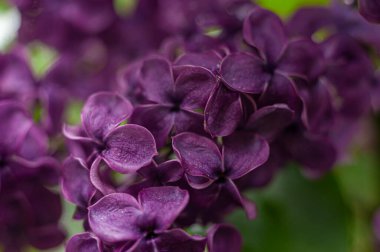 Koyu mor eflatun şişkinlik, yakın plan. 