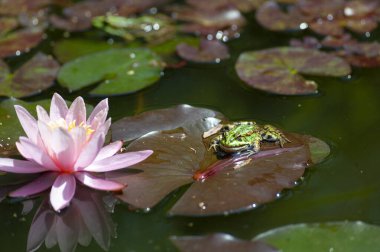 Bir beyaz ya da pembe nemfomalık ya da nilüfer çiçeği makrosu. Bahçe havuzu suyundaki yaprakların üzerine su damlaları ve yeşil yapraklar.