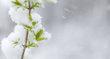 İlk genç yapraklarda kar, ilkbaharın başlarında beyaz mavi arka planda