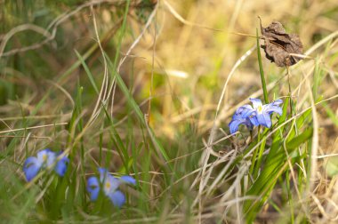 Bir kaç küçük mavi yabani çiçek. 