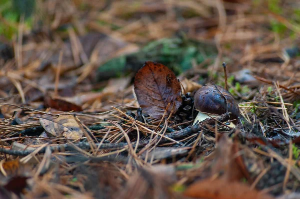 Champignon Porcini Tête Brune Est Apparu Sol Forestier Foyer Sélectif — Photo