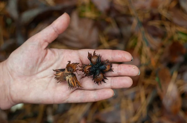 Several Wild Raw Hazelnuts Open Hand Blurred Autumn Forest Background — Stock Photo, Image