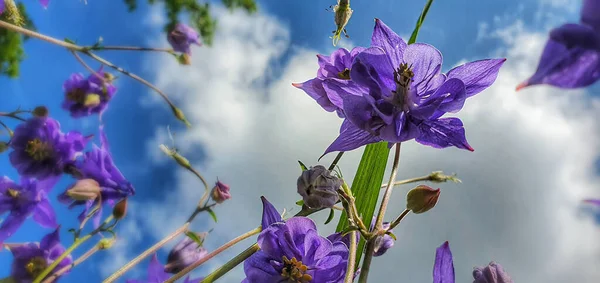 Increíbles Flores Aquilegia Bluebell Sobre Fondo Azul Cielo Nublado Disparadas — Foto de Stock