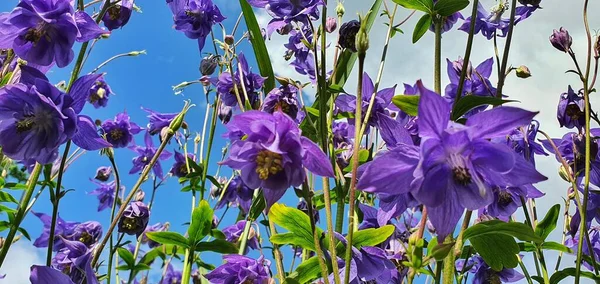 Increíbles Flores Aquilegia Bluebell Sobre Fondo Azul Cielo Nublado Disparadas — Foto de Stock