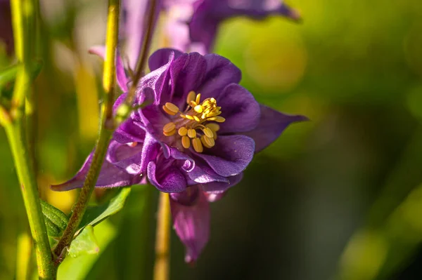 Violeta Flor Aquilegia Primer Plano Verde Jardín Soleado — Foto de Stock