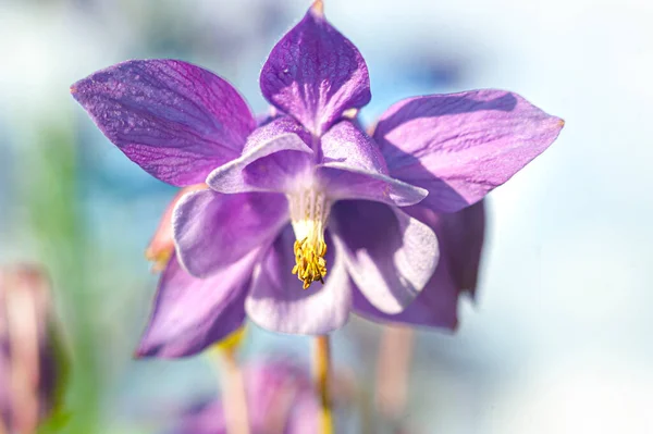 Flor Violeta Aquilegia Primer Plano Sobre Fondo Azul Cielo — Foto de Stock