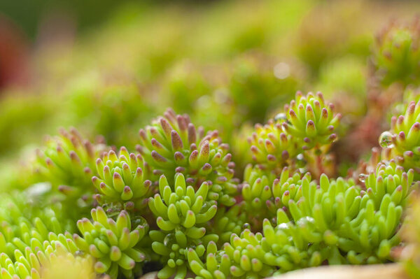 Minimalist suculent plants for home, close-up 