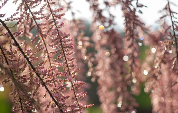 Blooming tamarix branch after rain, close-up with water drops and nice bokeh