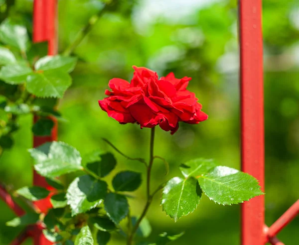 Bela Rosa Vermelha Jardim Verde Iluminado Pelos Raios Sol Fundo — Fotografia de Stock