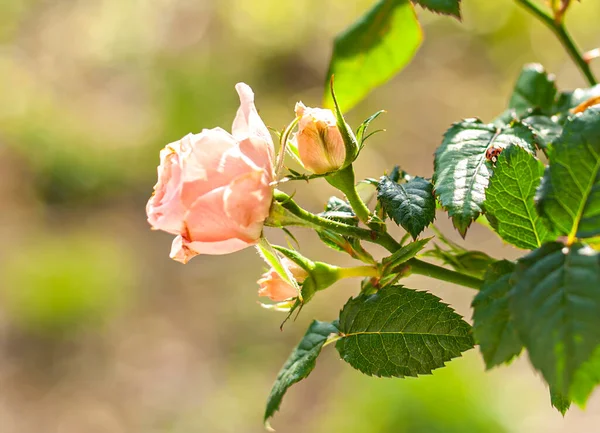 Morbido Ramo Rosa Rosa Con Fiore Sfondo Naturale Poco Chiaro Fotografia Stock