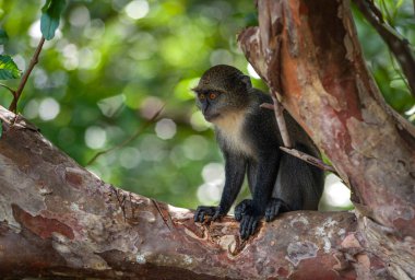 Mavi maymun bebek tropikal ormanda kahvaltıda 
