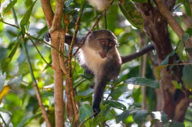 Tropikal ormandaki ağaçta asılı duran mavi maymun. 