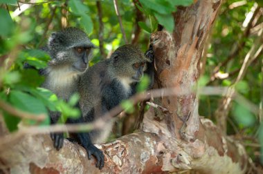 İki mavi maymun tropikal ormanda kahvaltıda. 