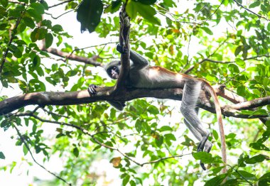 Kırmızı bir kolobus maymunu ağaç brunch 'ında yatarken portresi 