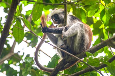 Kırmızı kolobus maymunu ağaç brunch 'ında oturup kuyruğuyla oynuyor. 