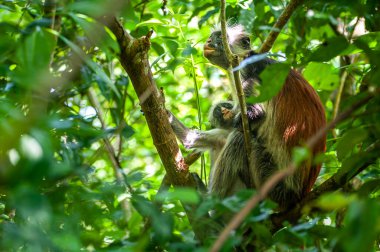 Colobus maymunu anne yavrusunu ağaçta besliyor.  